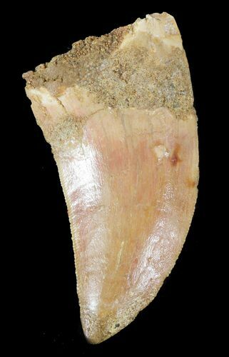 Bargain, Carcharodontosaurus Tooth #52843